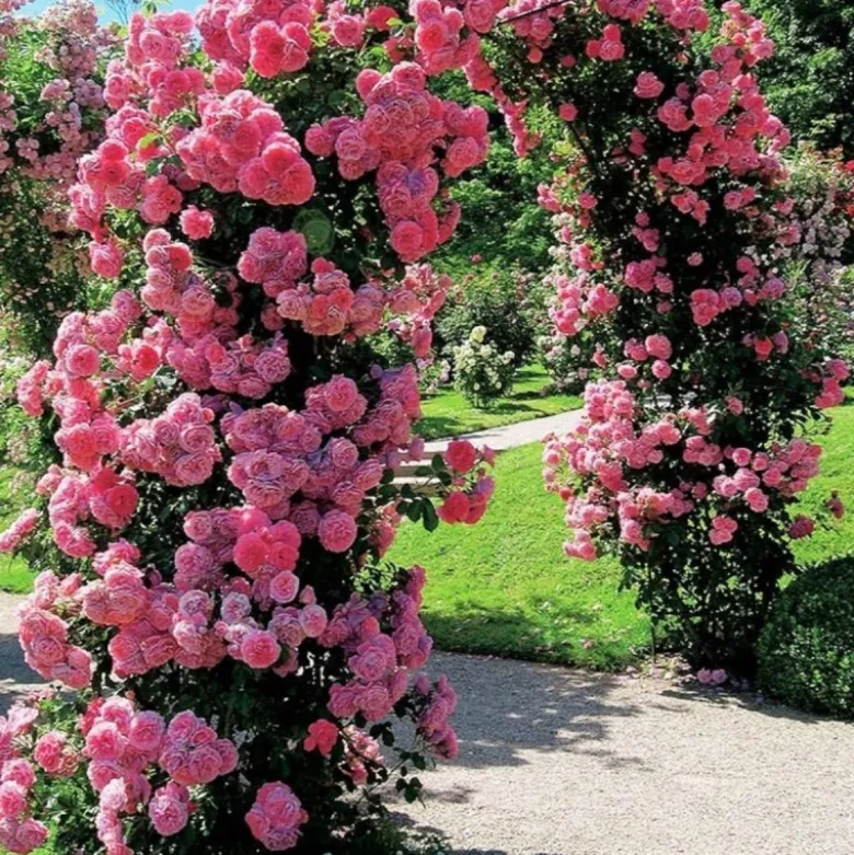 Pergola ogrodowa 145x235 cm metalowa w formie łuku na rośliny pnące Vilde